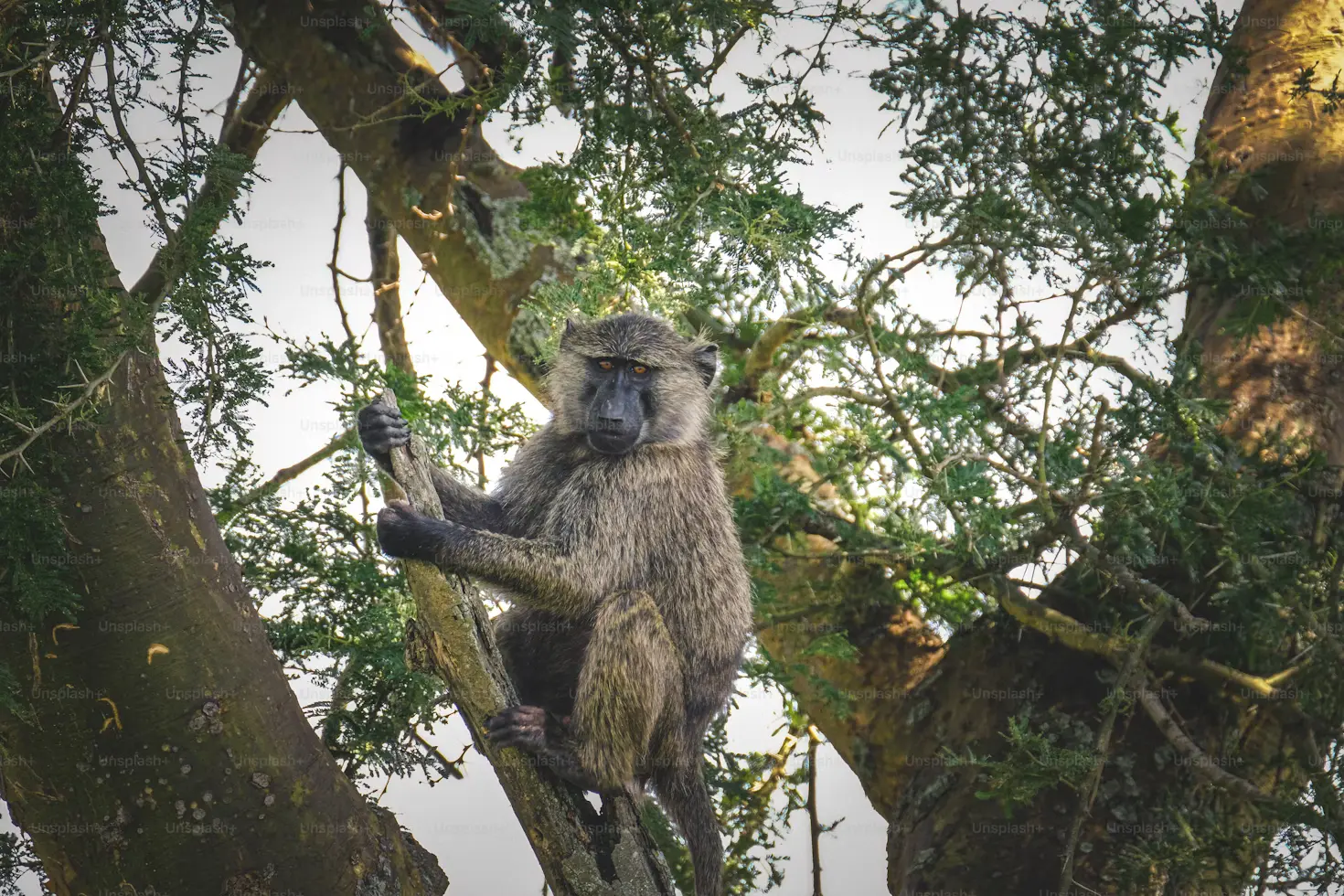 1 Day Mabira Forest safaris