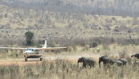 4 Days Fly in Ruaha National Park Safari