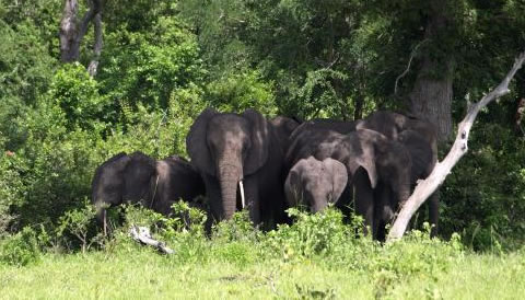 3 Nights 4 Days Simba Trails Safari