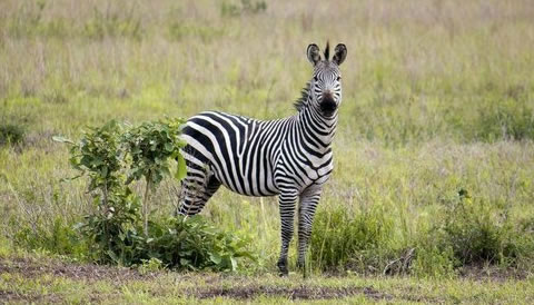 5 Nights 6 Days Ol Pejeta and Maasai Mara Explorer Safari