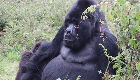 12 Days Rwanda – Uganda Epic Primate and Wildlife Safari Adventure.