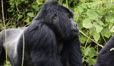 18 Days Rwanda Tanzania Safari