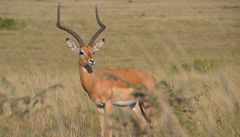 6 Days unforgettable Tanzania Safari