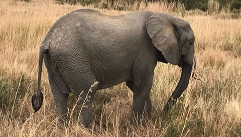 11 Days Rwanda and Tanzania Experiential Safari