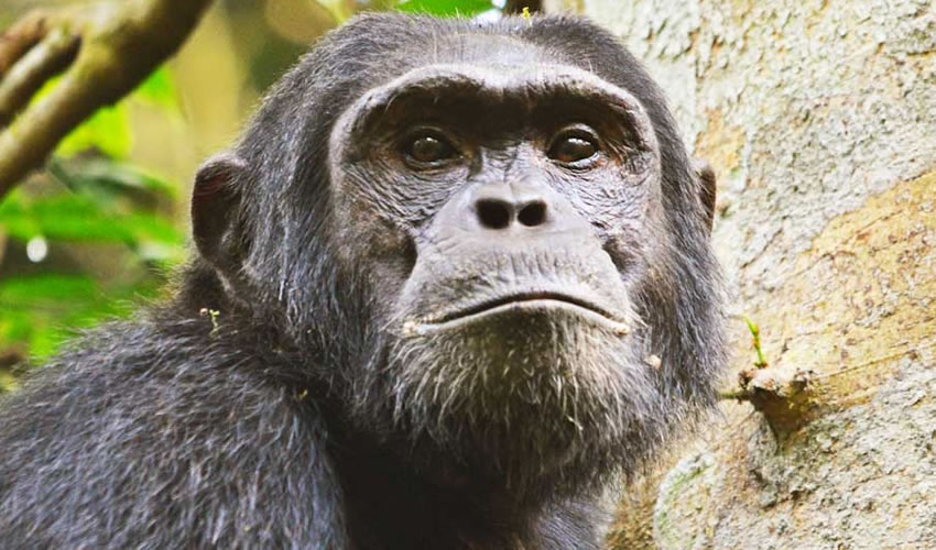 3 Days Uganda Chimpanzee Trekking