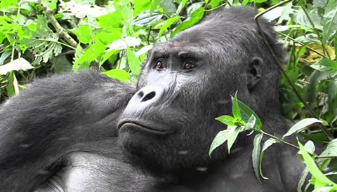 7 Days Epic Rwanda Safari Adventure