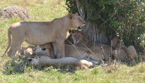 17 Days Uganda Tanzania Safari