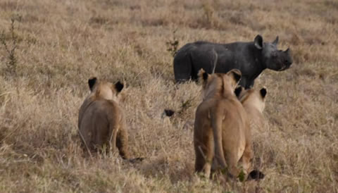 10 Days Tanzania Northern Circuit Wildlife