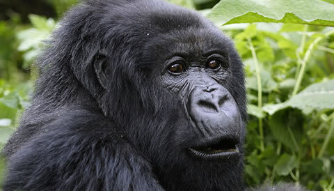 4 Days Uganda Gorilla Trekking Safari, Bwindi Impenetrable Forest
