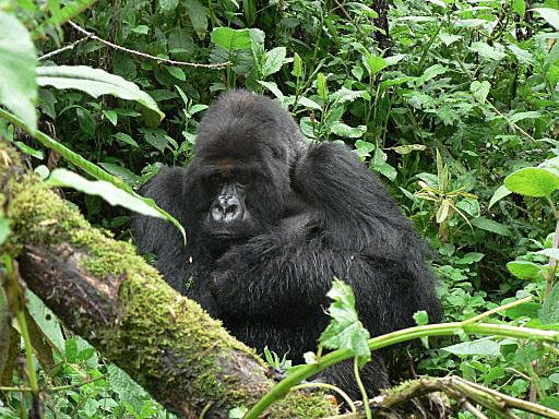 5 Days Wildlife and Gorilla Adventure Safari