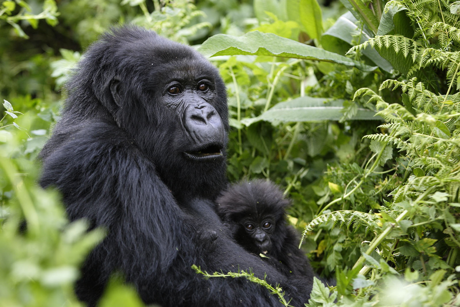 5 Days Uganda Primate Tracking Safari