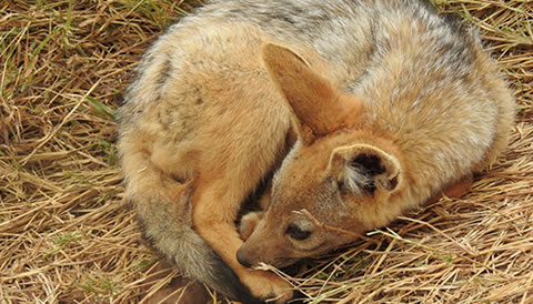 3 Days Pristine Selous Game Reserve