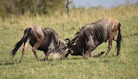 10 Days Uganda Gorilla Trekking & Maasai Mara Migration Adventure