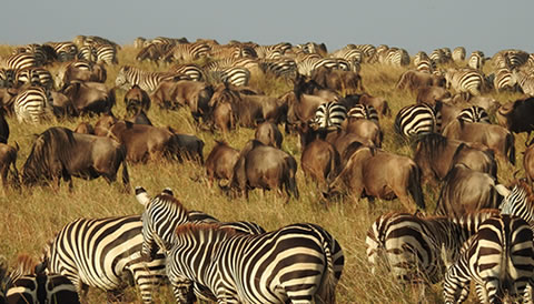 5 Days Kenya Big Five Wildlife Safari