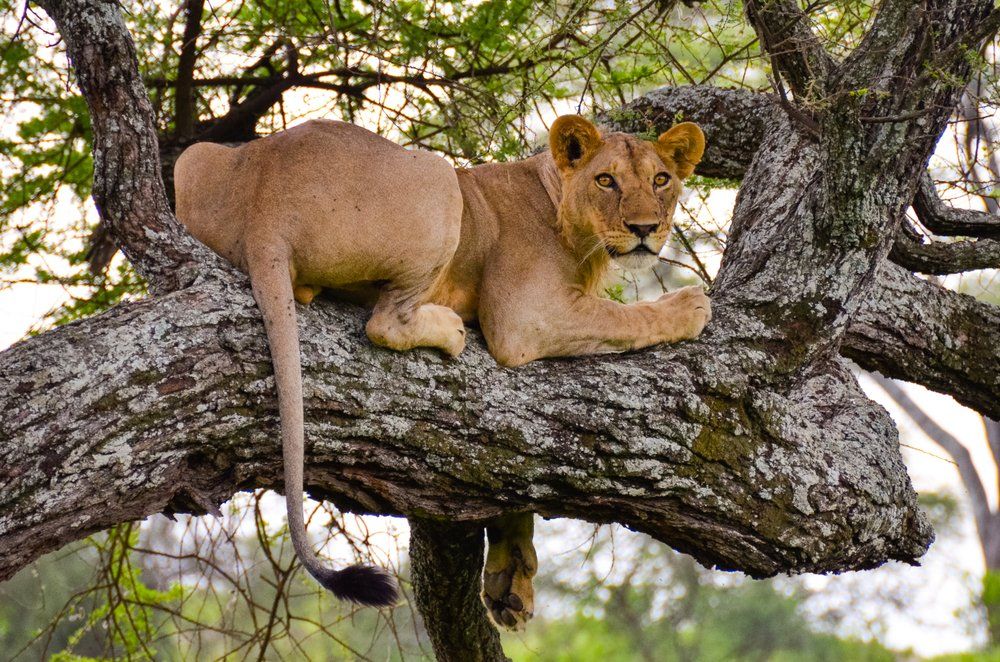 Best Time to Travel to Uganda
