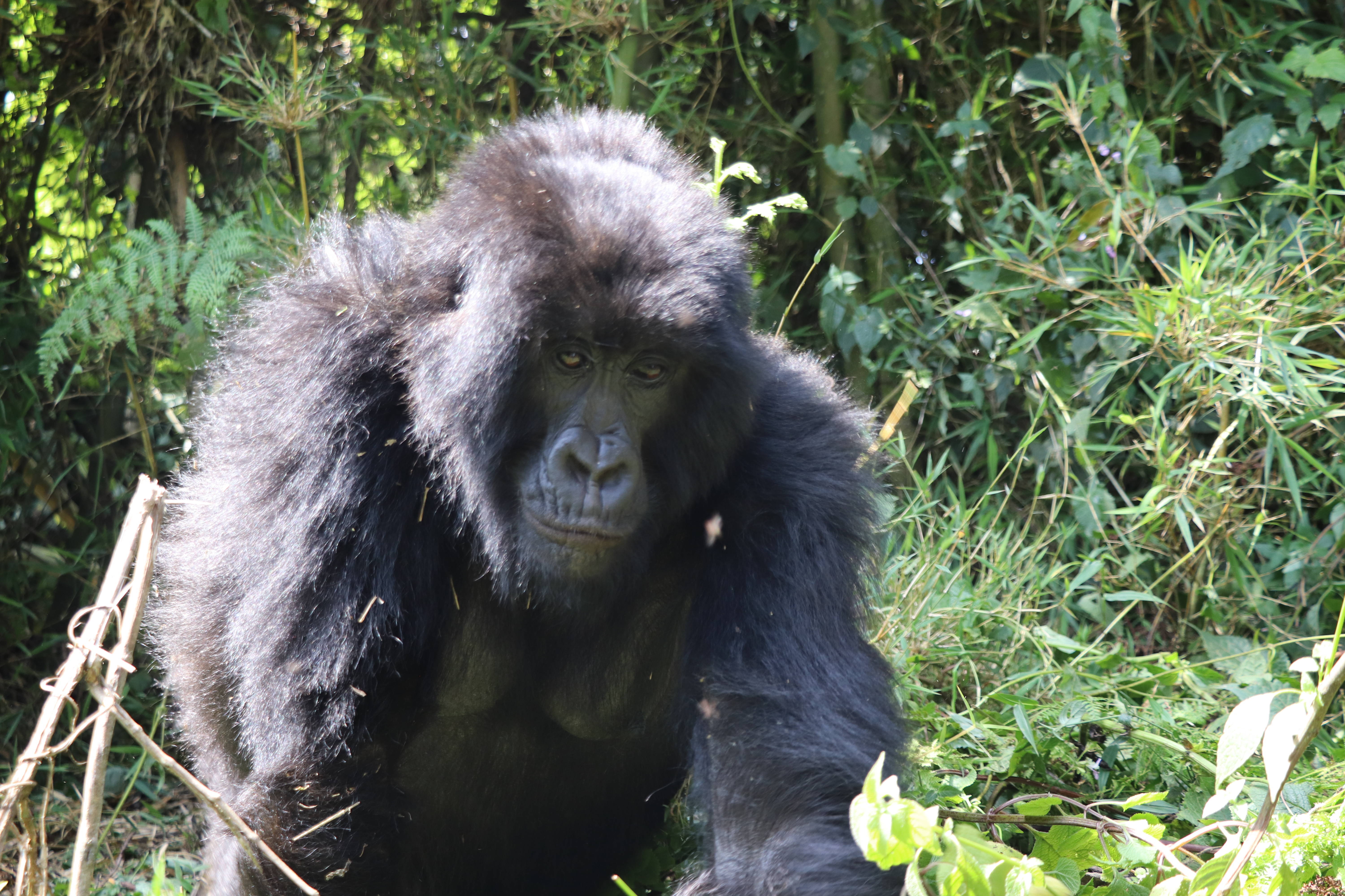 Gorilla Safaris in Uganda