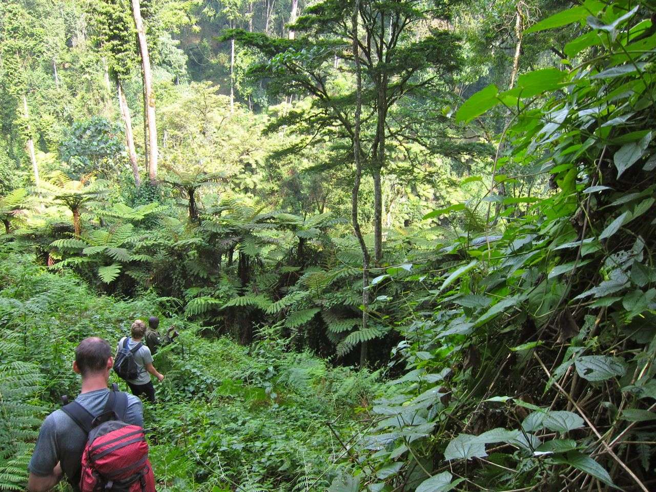 Gorilla Trekking Age Limit in Rwanda