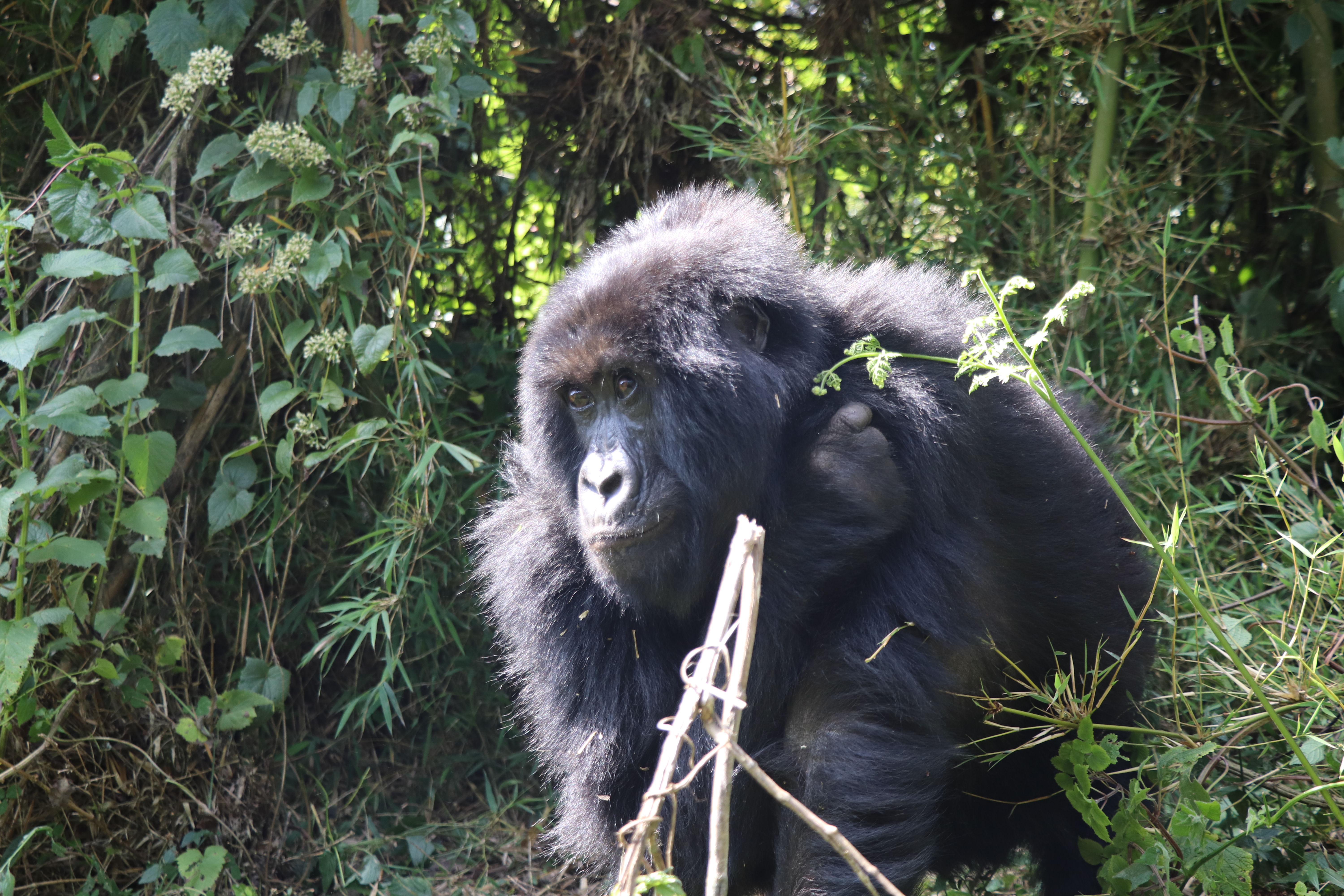 Mountain Gorillas in Uganda