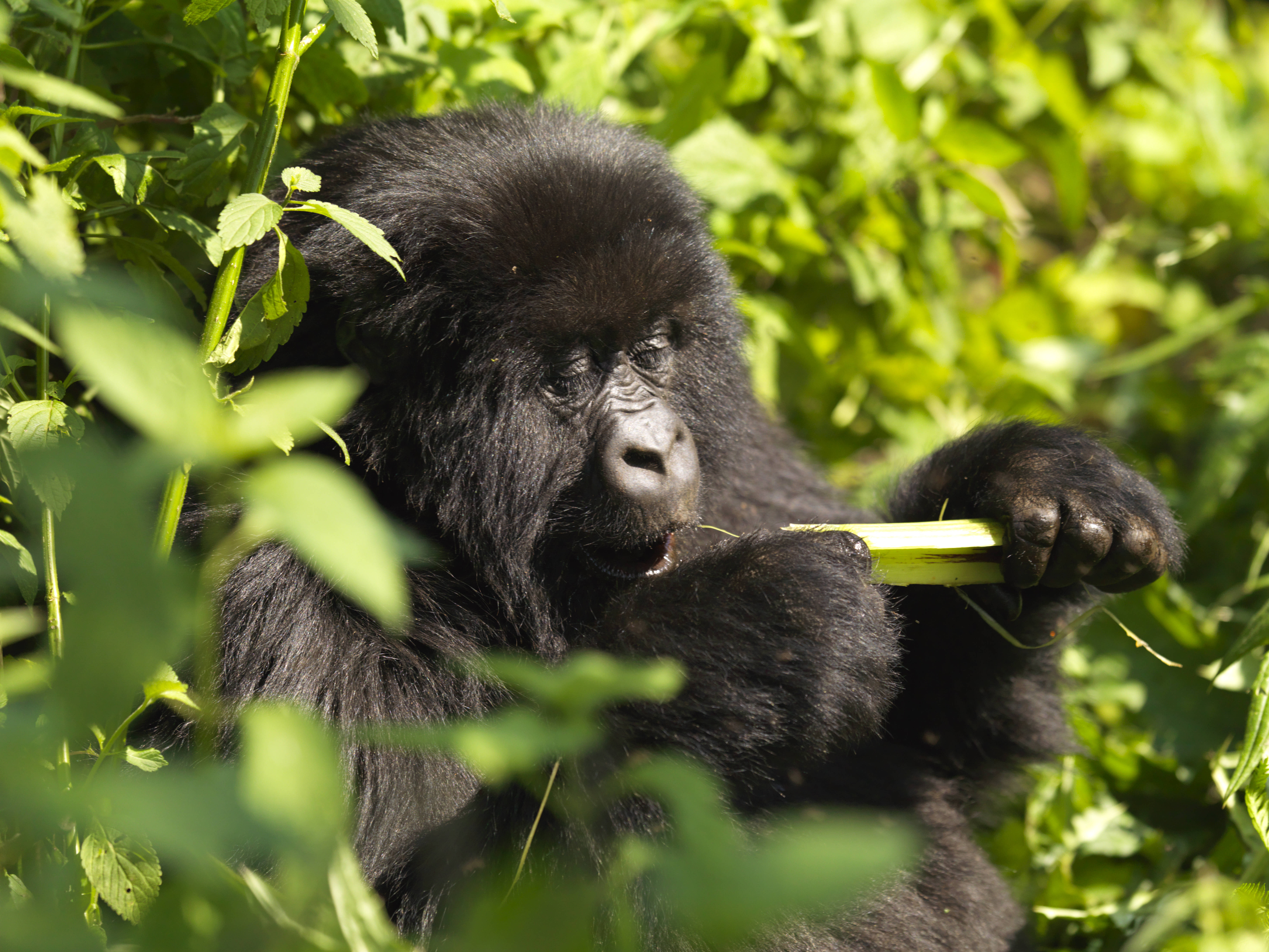Where to See Gorillas in Africa