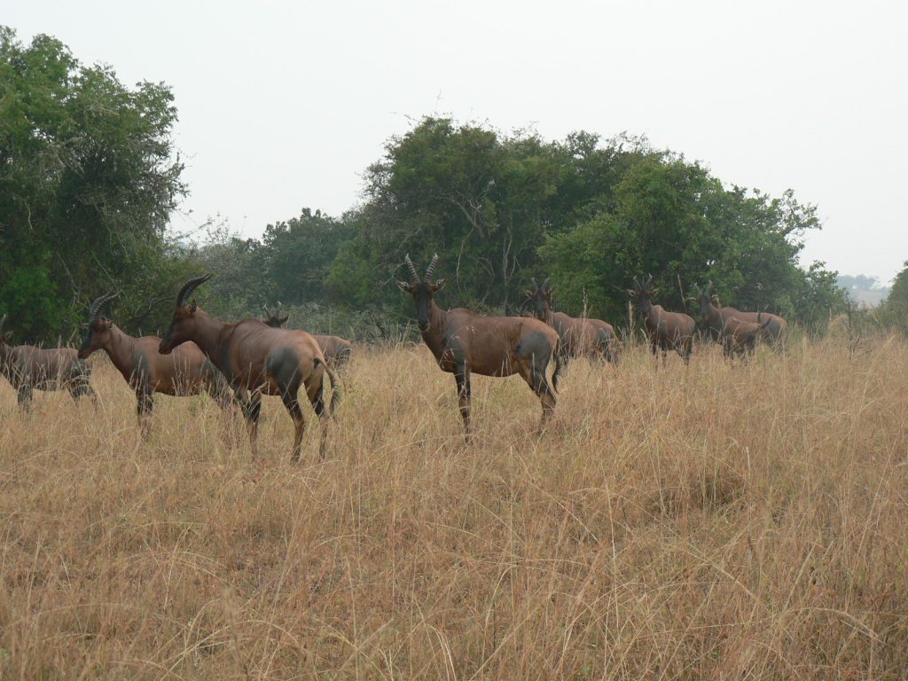 3 Days Akagera National Park Wildlife Safari