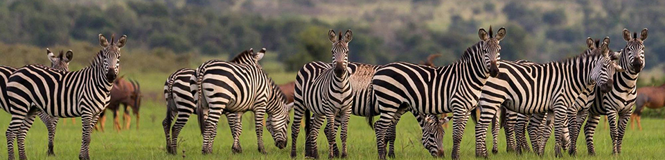 2 Days Akagera National Park
