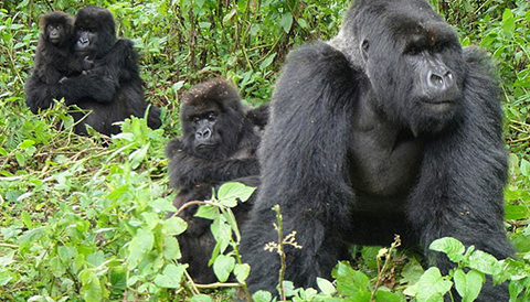 3 Days Primate Tracking Rwanda Safari