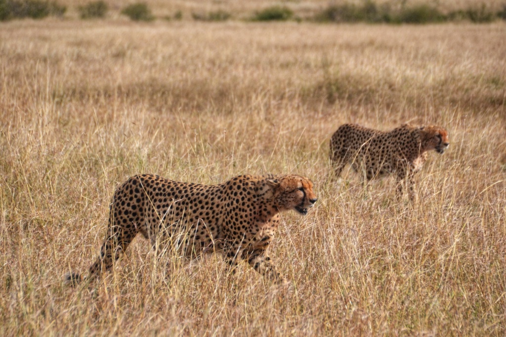 3 Days Northern Circuit Wildlife Encounter Safari