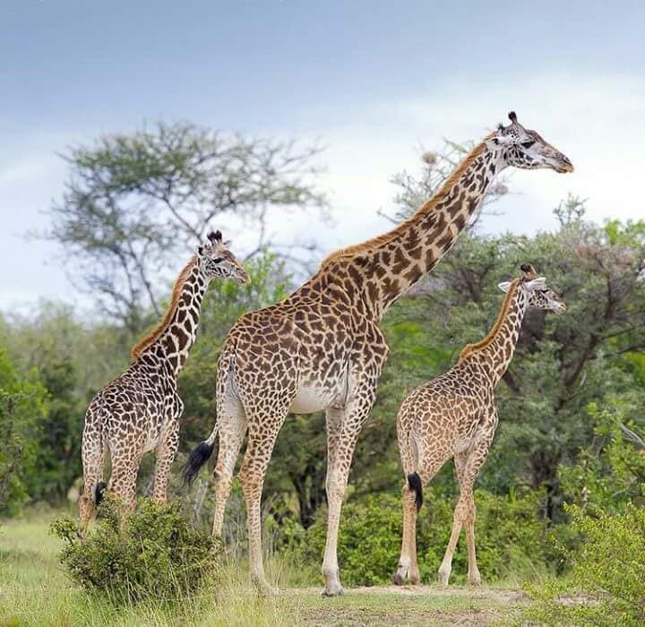 5 Nights 6 Days Kenya Wildlife Safari