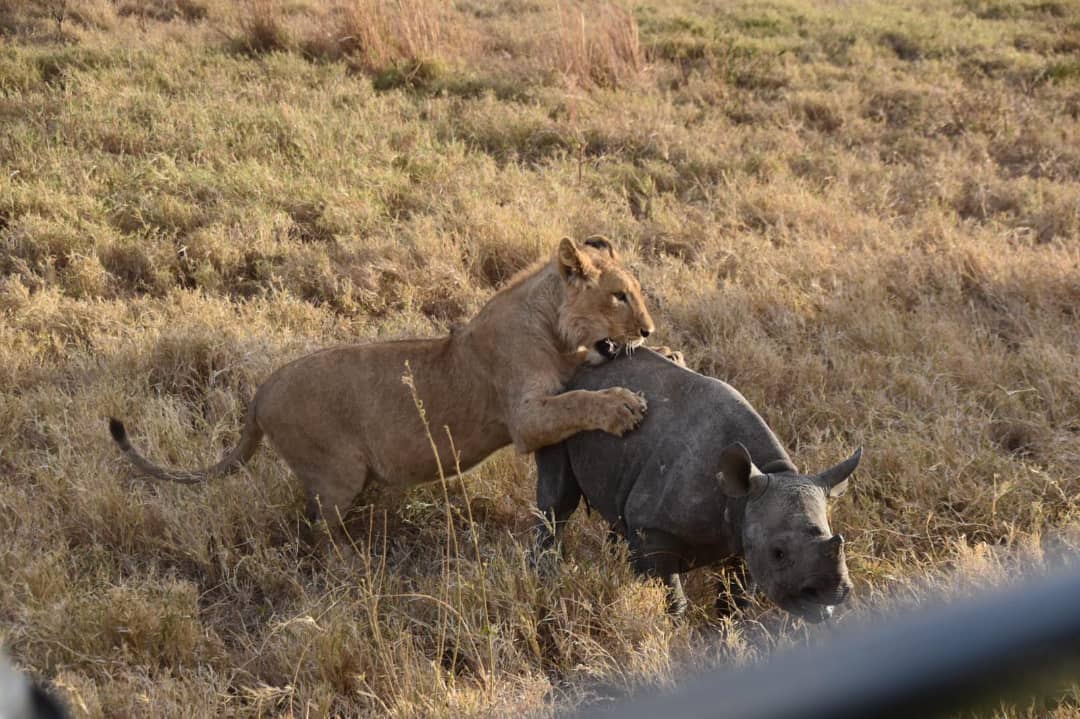 2 Days Tarangire and Ngorongoro crater