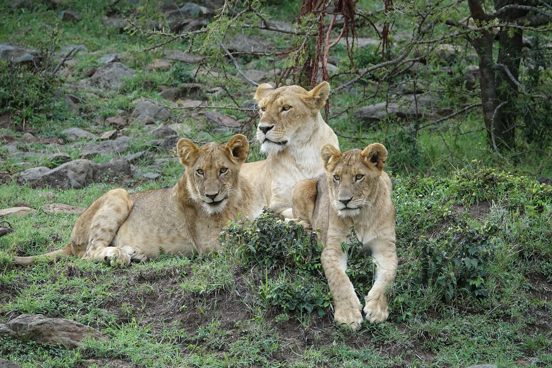 5 Days Northern Circuit Wildlife Encounter Safari