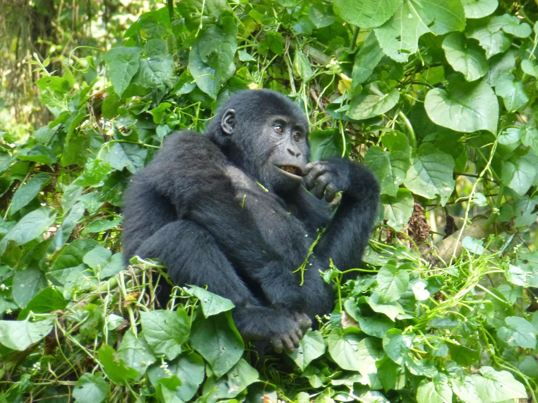 6 Day Rwanda Tanzania Safari Adventure