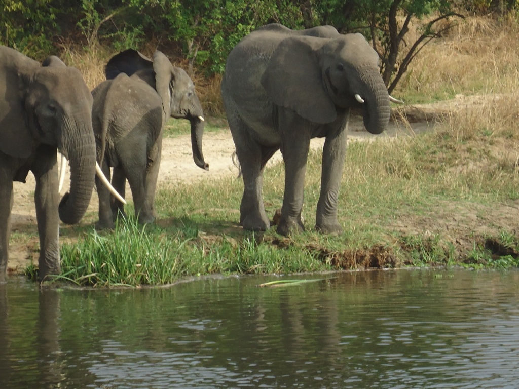 Combined Kenya Tanzania Tours
