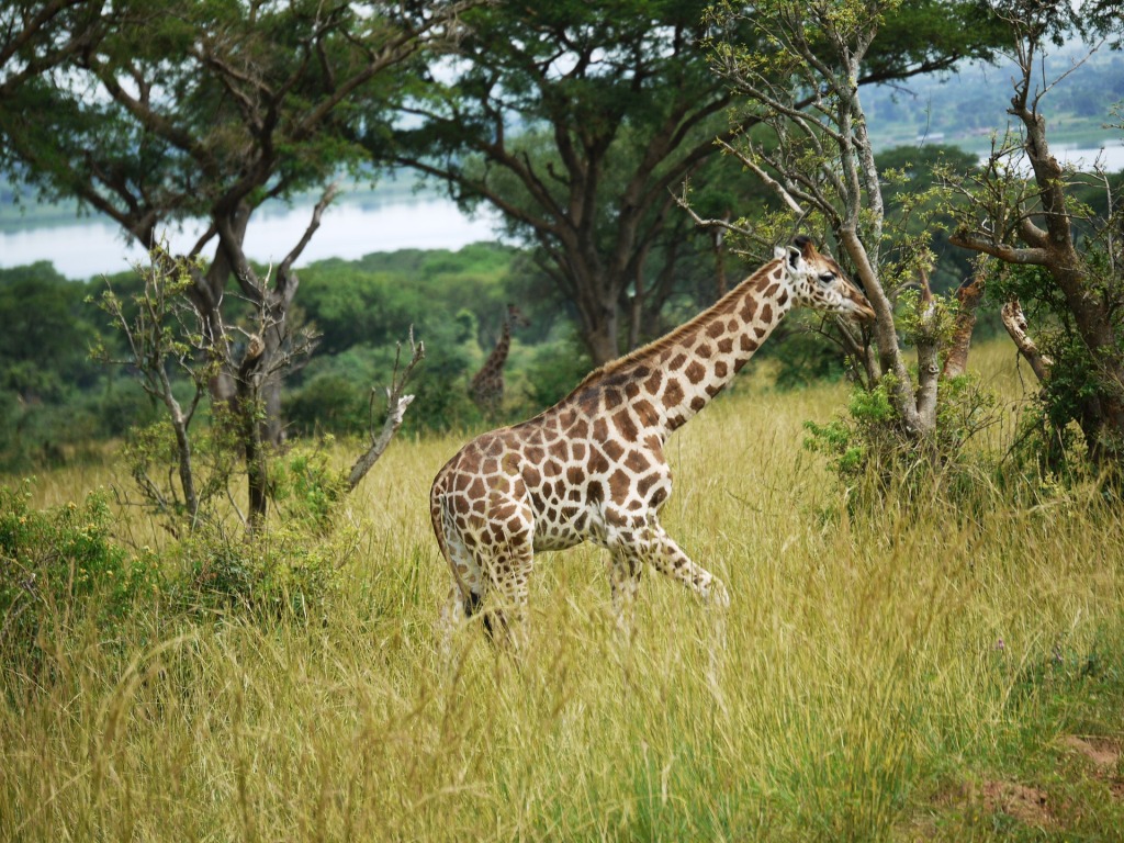 Akagera National Park