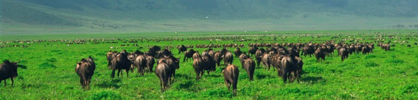 Northern Circuit Safaris