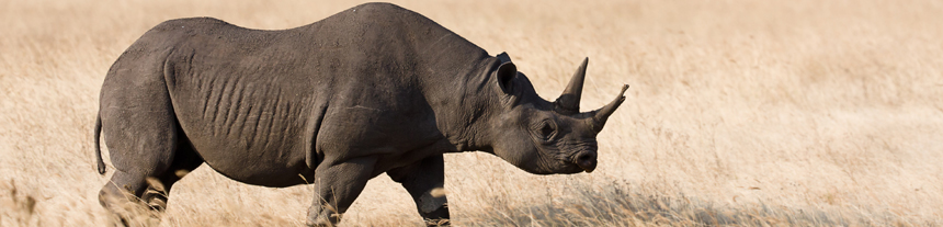 Southern Circuit Safaris