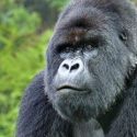An Encounter With Gorillas In Volcanoes National Park