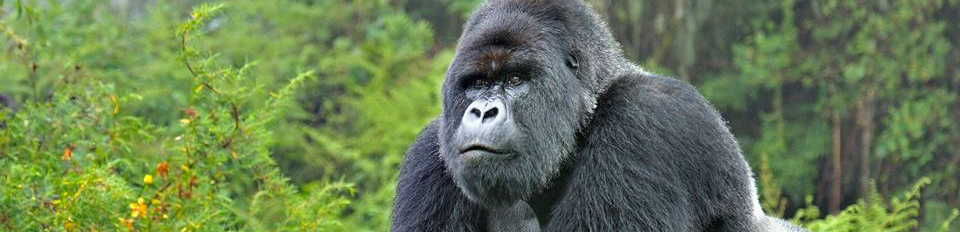 Gorilla trekking experience during An encounter with gorillas in Volcanoes National Parkin the Volcanoes NP