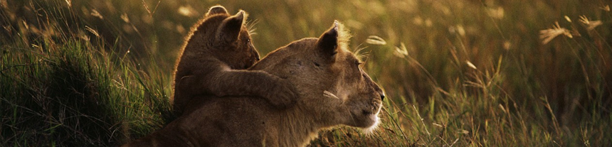 Standard Safaris