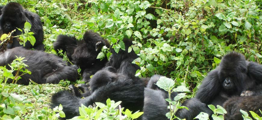 Gorilla Groups at Volcanoes National Park