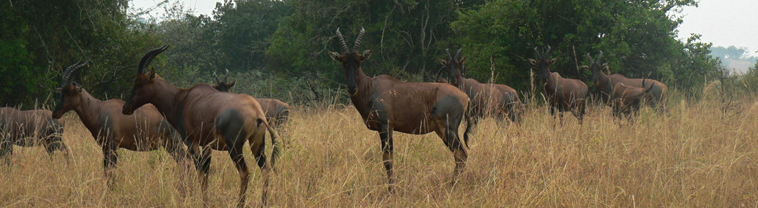 Cultural Tours at Akagera National Park