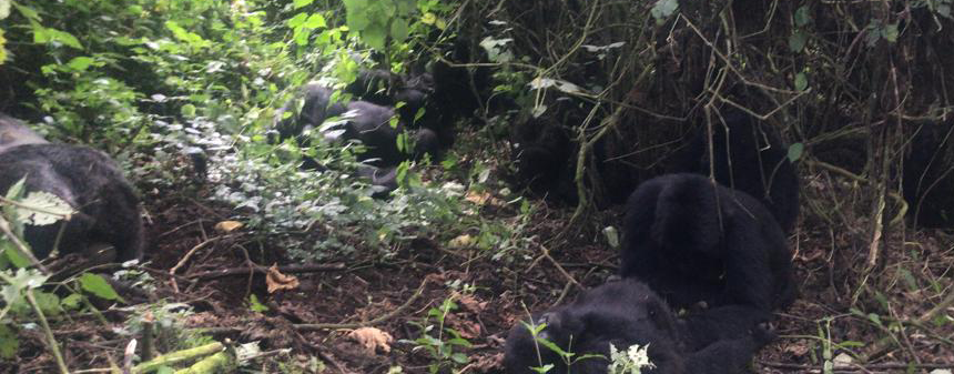 8 Days Rwanda and Uganda Gorilla Safari
