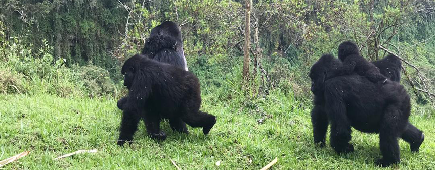 12 Days Best of Rwanda Adventure Safari