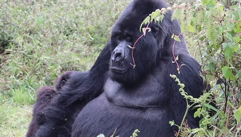 12 Days Rwanda Uganda Primate Safari