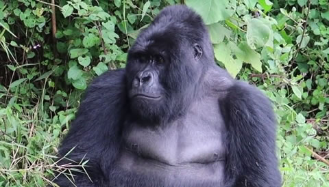 12 Days Uganda Rwanda Gorilla Safari