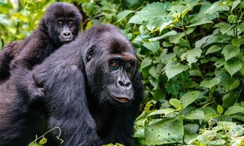 4 Days Congo Gorilla Trek Adventure