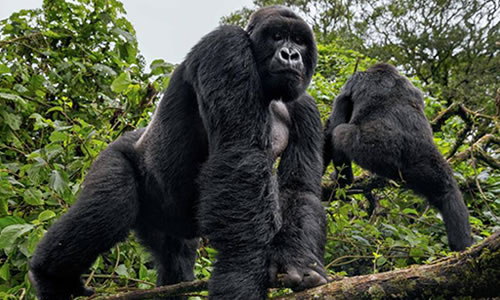 5 Days Congo Gorilla Trek & Nyiragongo Volcano Hike