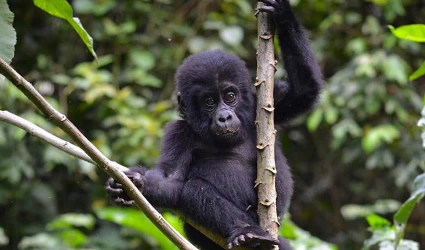 Best Time To Trek Gorillas In Rwanda