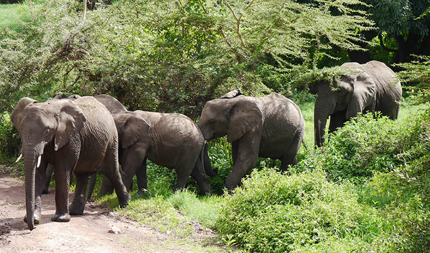 Remarkable Rwanda Safari Tours