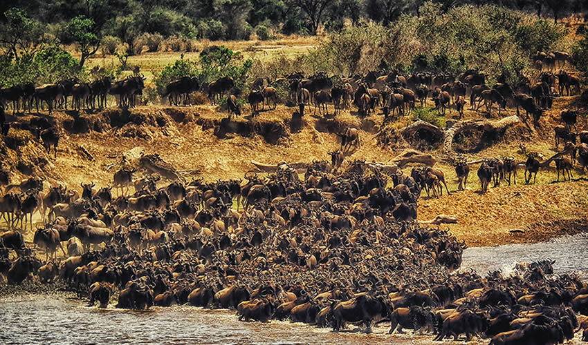 16 Days Wildebeest Migration and Gorilla Trekking Safari