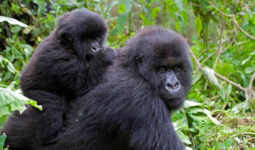 15 Days Rwanda Gorilla Trek and Tanzania Safari